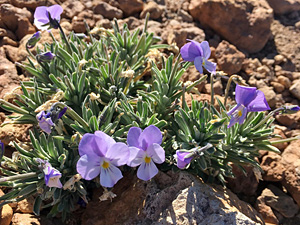 Rare and interesting Canary Islands violets and their cyclotides