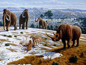What did the extinct rhinoceros eat?