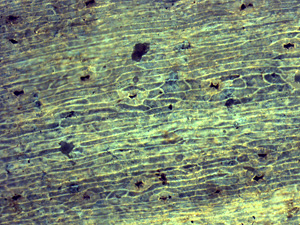 How do we study the climate changes that took place hundreds of years ago?