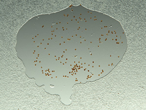 Patent for IB PAS – production of palynological reference slides
