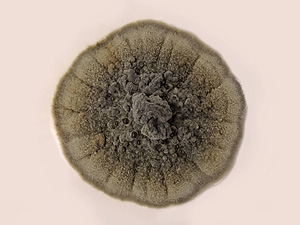 Salinomyces polonicus – a new halophilic genus and species of fungus discovered in brine