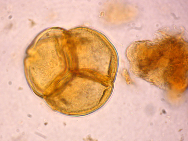 A pollen grain seen under the microscope. It is round, tripartite, as if glued together from three cells